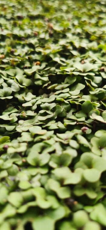Small Veggie - Broccolo Calabrese
