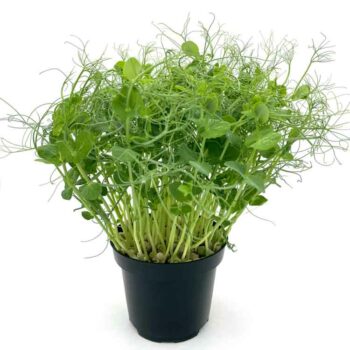 Small Veggie - Pisello Verde Viridios - immagine 2