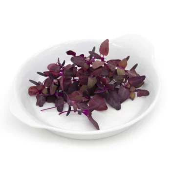 Small Veggie - Atriplice Rosso