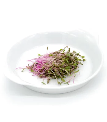 Small Veggie - Bieta rossa