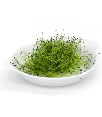Small Veggie - Cipolla Pinga