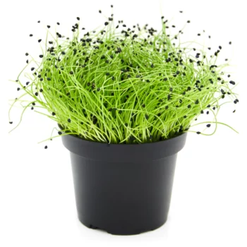 Small Veggie - Cipolla Pinga - immagine 2